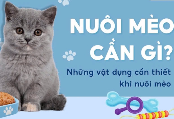 Giải đáp: Chi phí nuôi mèo hàng tháng cần bao nhiêu?