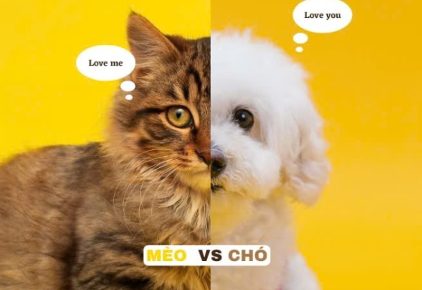 Nên nuôi chó hay mèo khi bạn chỉ được chọn một trong hai?