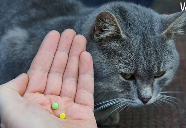 Cách sử dụng thuốc tẩy giun cho mèo hiệu quả