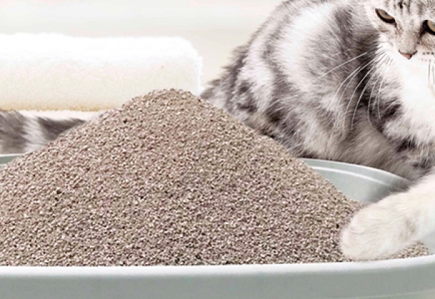 Cát Vệ Sinh Cho Mèo Nào Tốt Nhất? Giải Pháp Tối Ưu Cho Sen